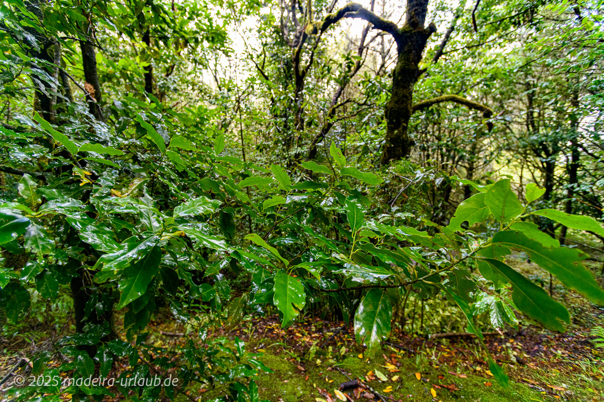 Lorbeerwaelder Madeira